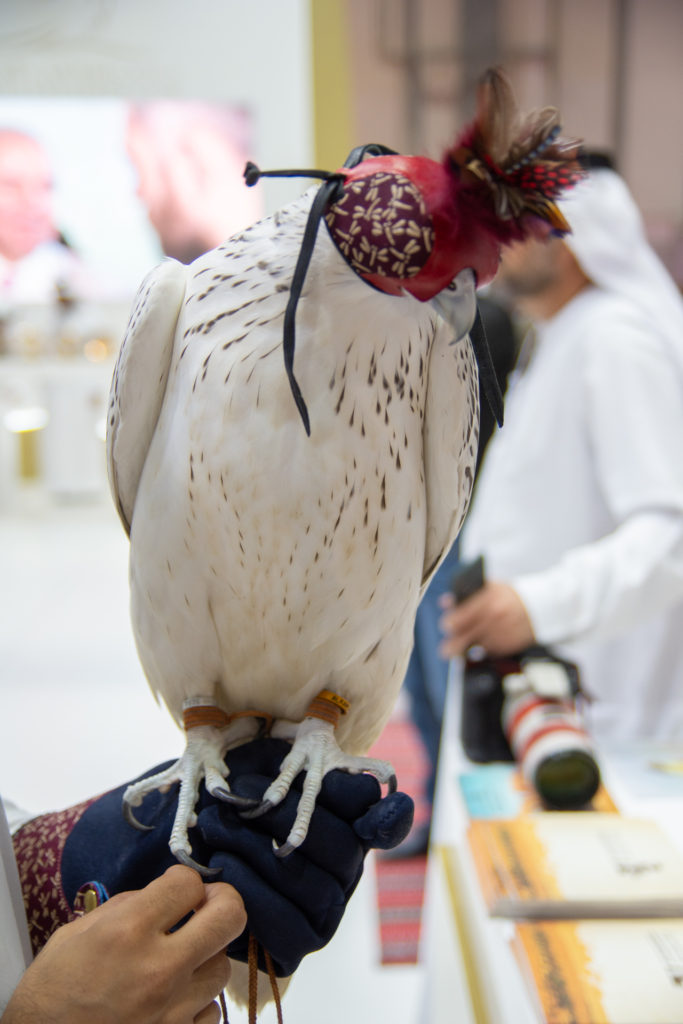 トンボの印伝の猛禽用グローブとフードで飾られたシロハヤブサ