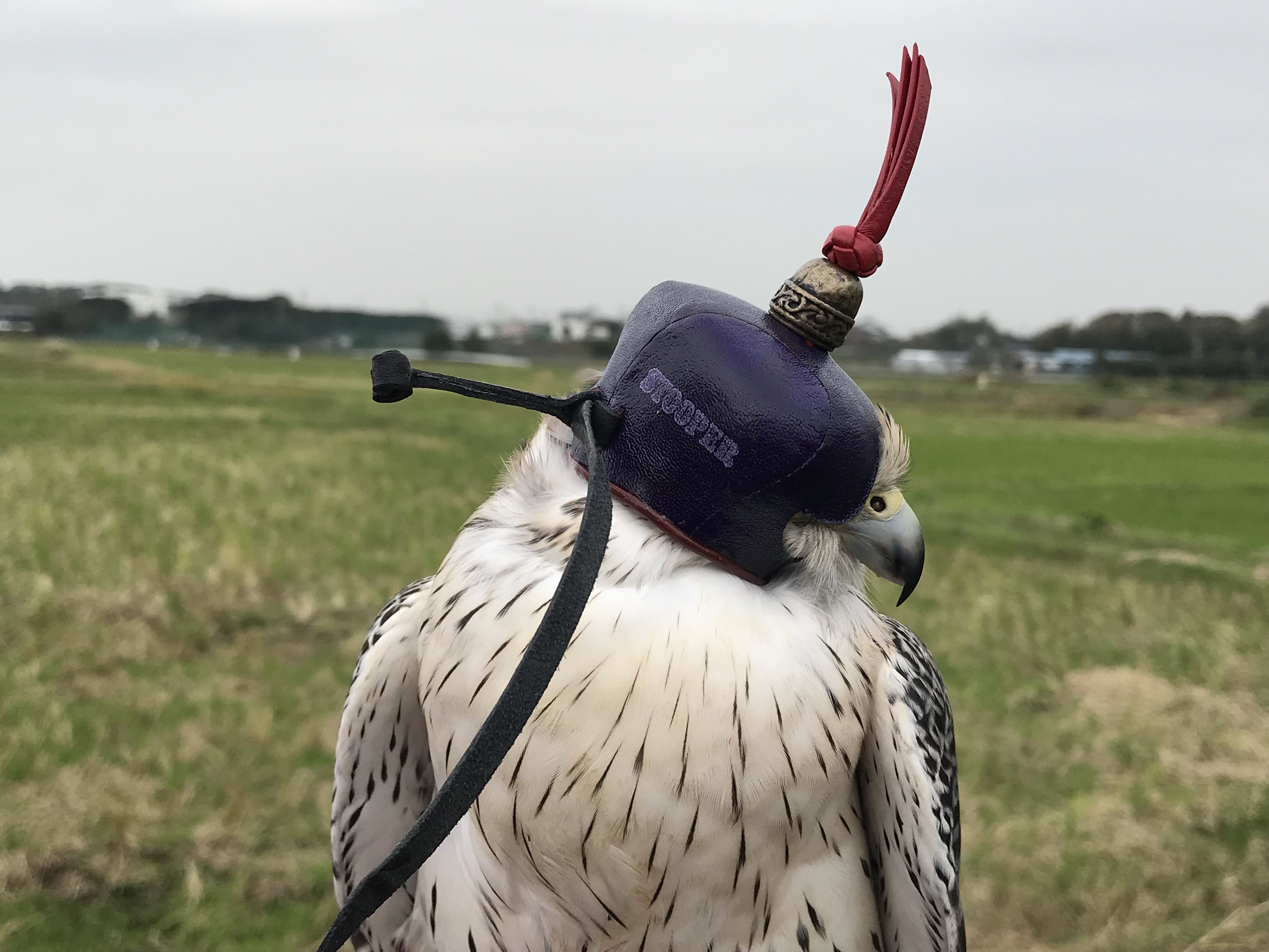 stooper dutch falcon hood